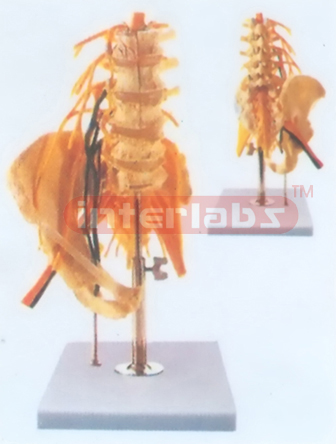 DELUXE LUMBAR SPINE WITH INNERVATION